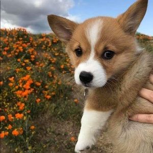 Meet your Posher, Maggie